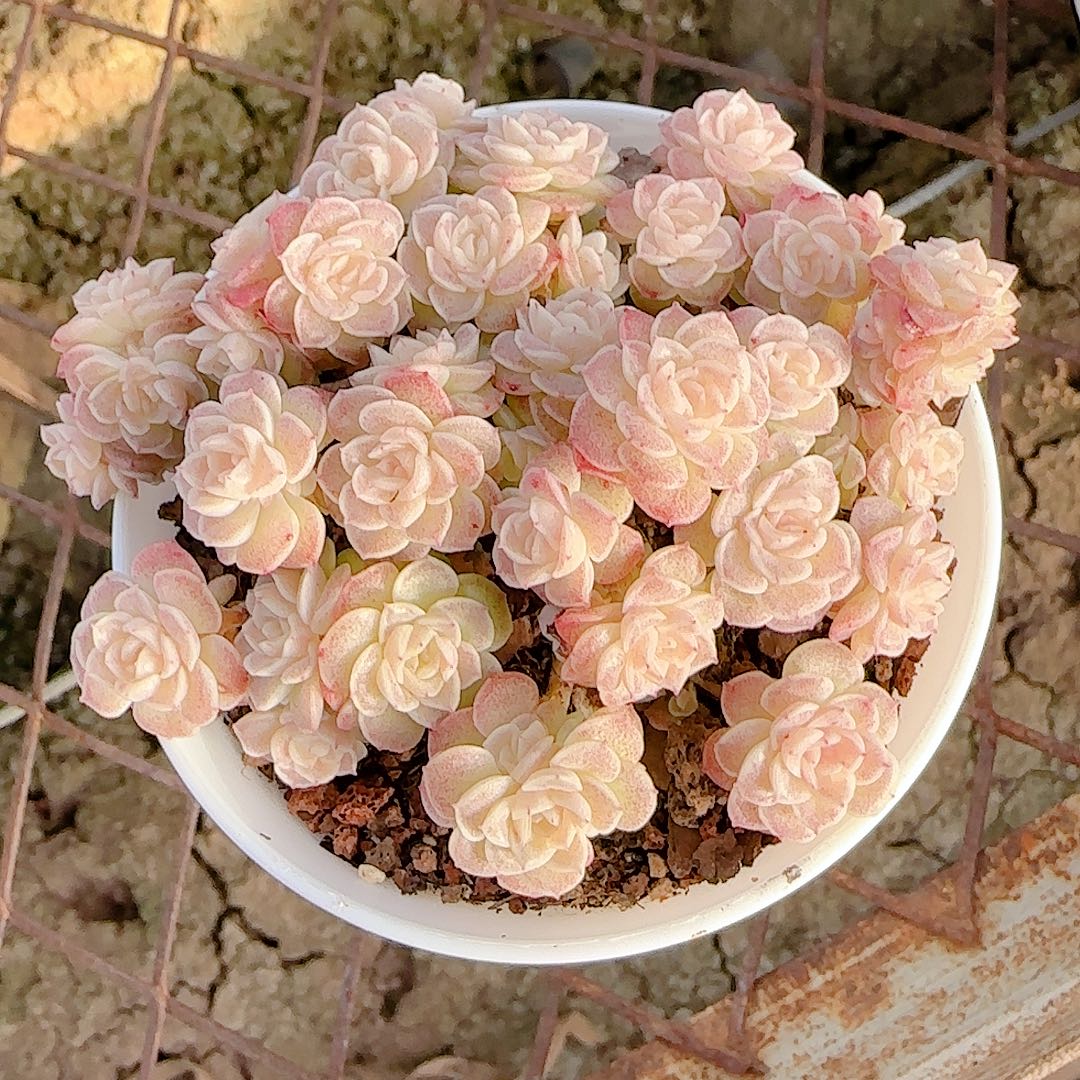 1230-45（ttp-79）优选