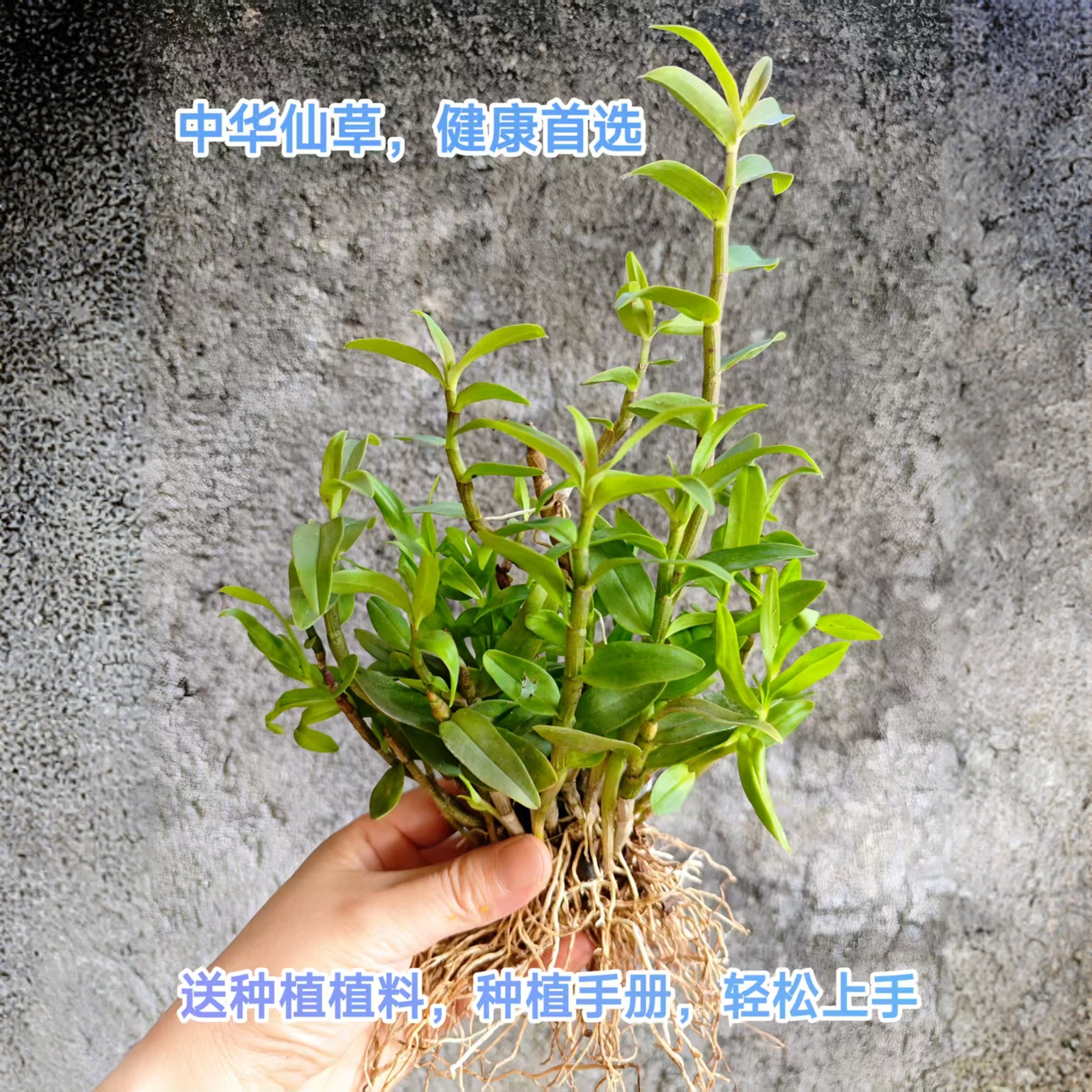 雁荡山铁皮石斛石斛兰苗盆栽可开花园艺花卉绿植