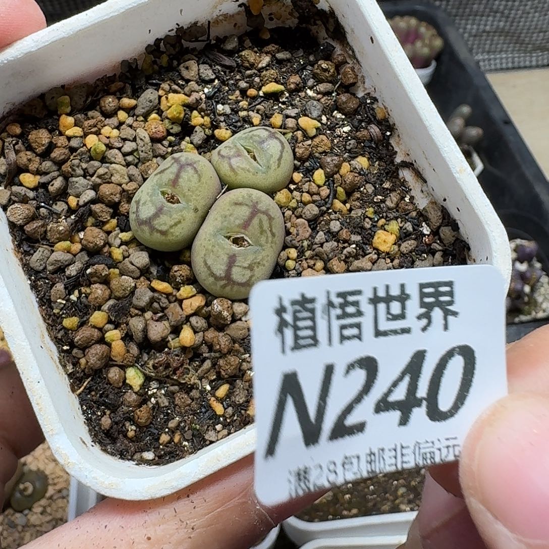 是***～多肉植物的人生vhn