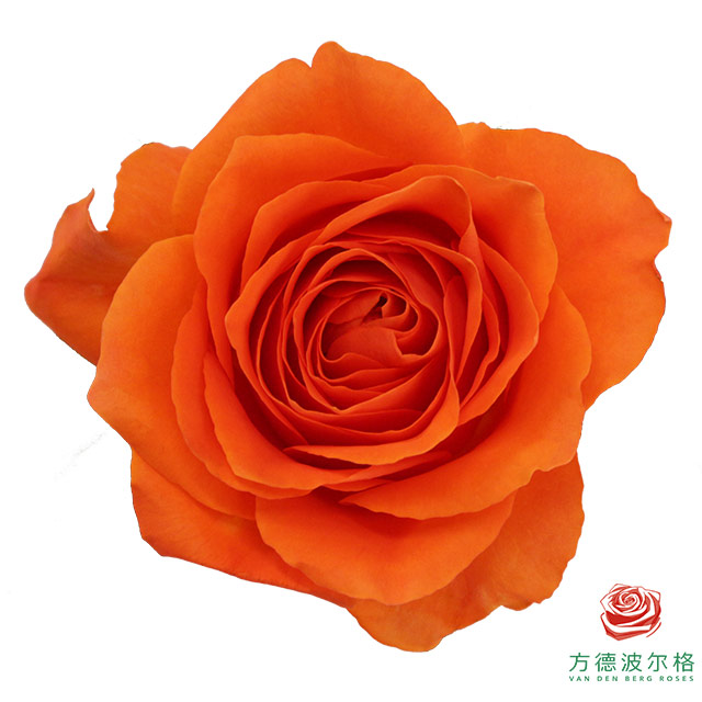 【买一送一】方德星荷国王日玫瑰10支 无土栽培花期长 云南基地鲜花