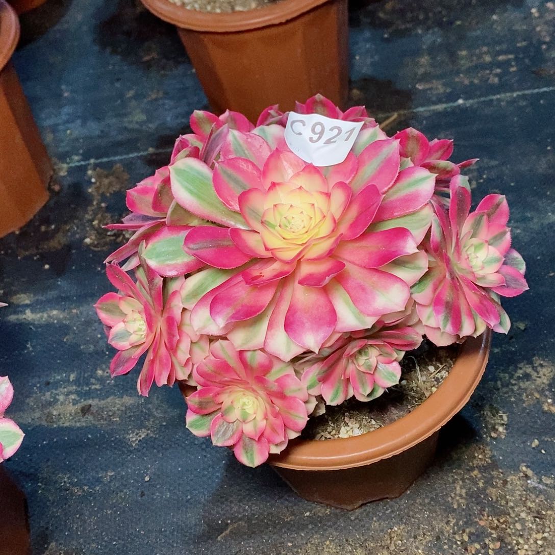 倾城921多肉111111