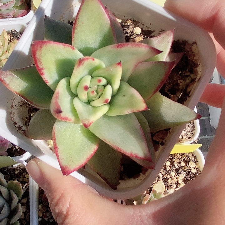 不知名东云锦一物一拍，