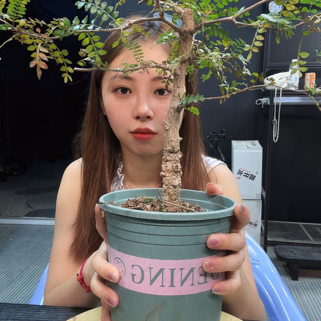 象足漆树带盆土。