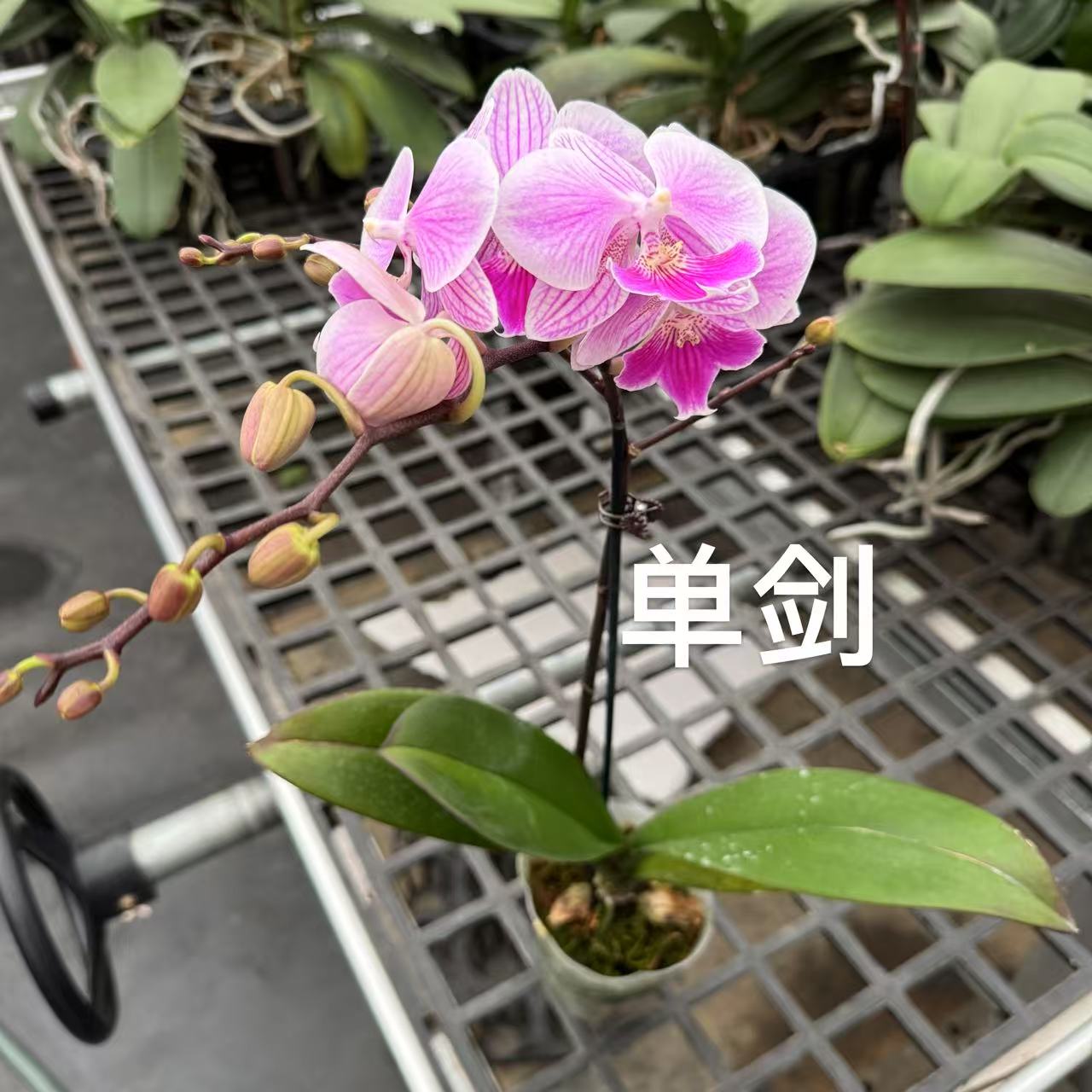 蝴蝶兰【露西】 昆明基地直发