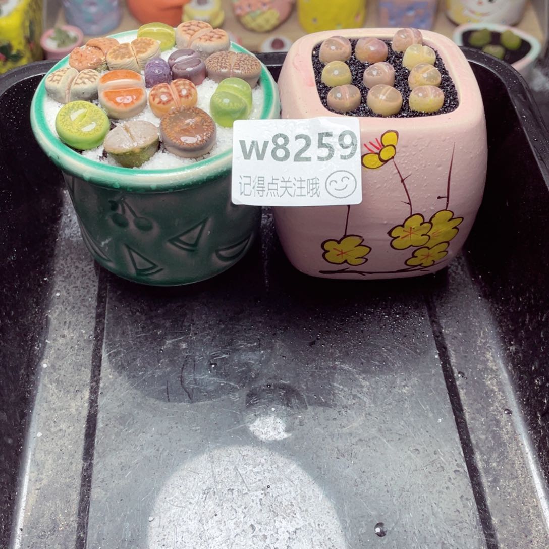 w8259 带盆土发货-零下地区拍保温箱