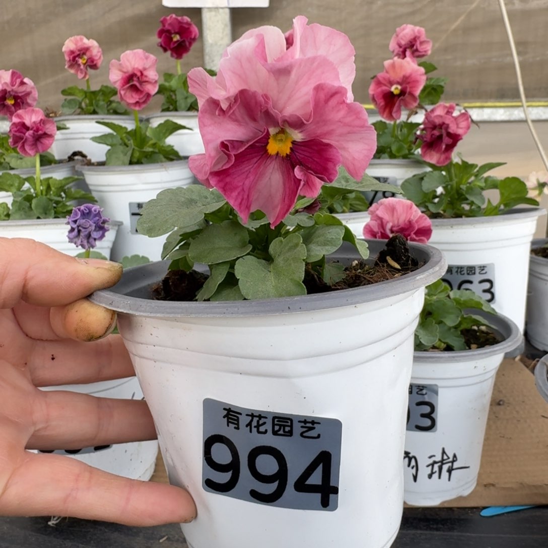 无花朵994号角堇