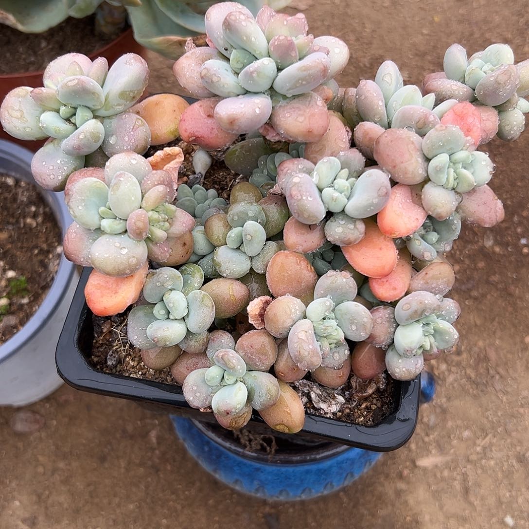 多肉植物多肉植物