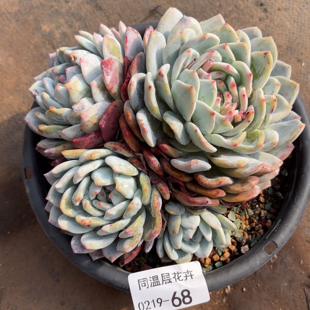 同温层多肉68雪天使
