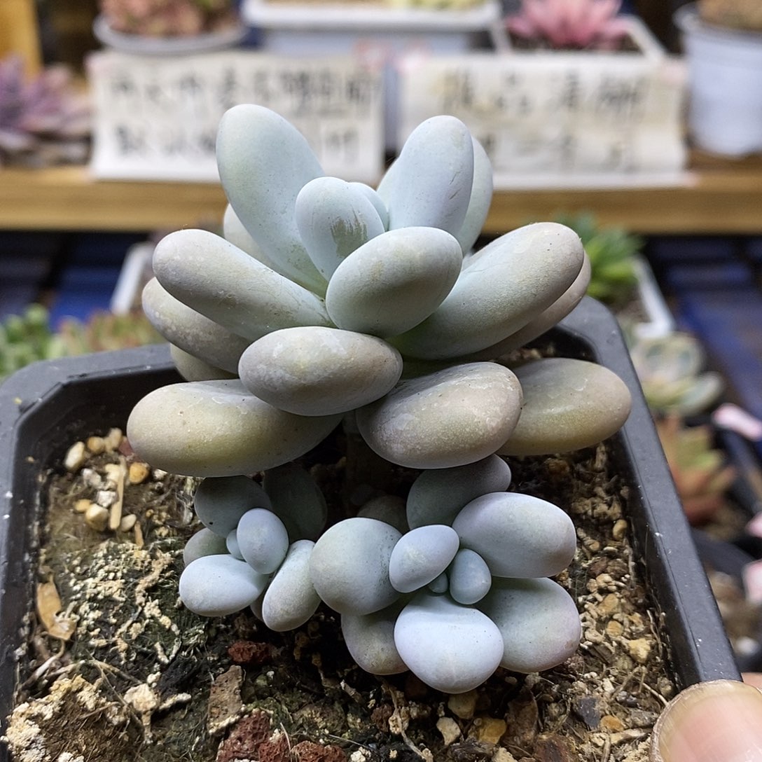 31132 文斯彤奶酪