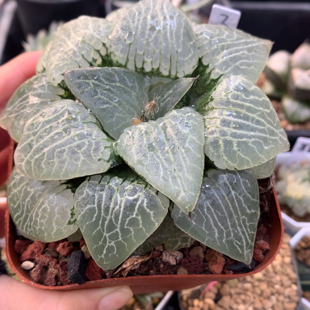 母本水晶101，带盆一起