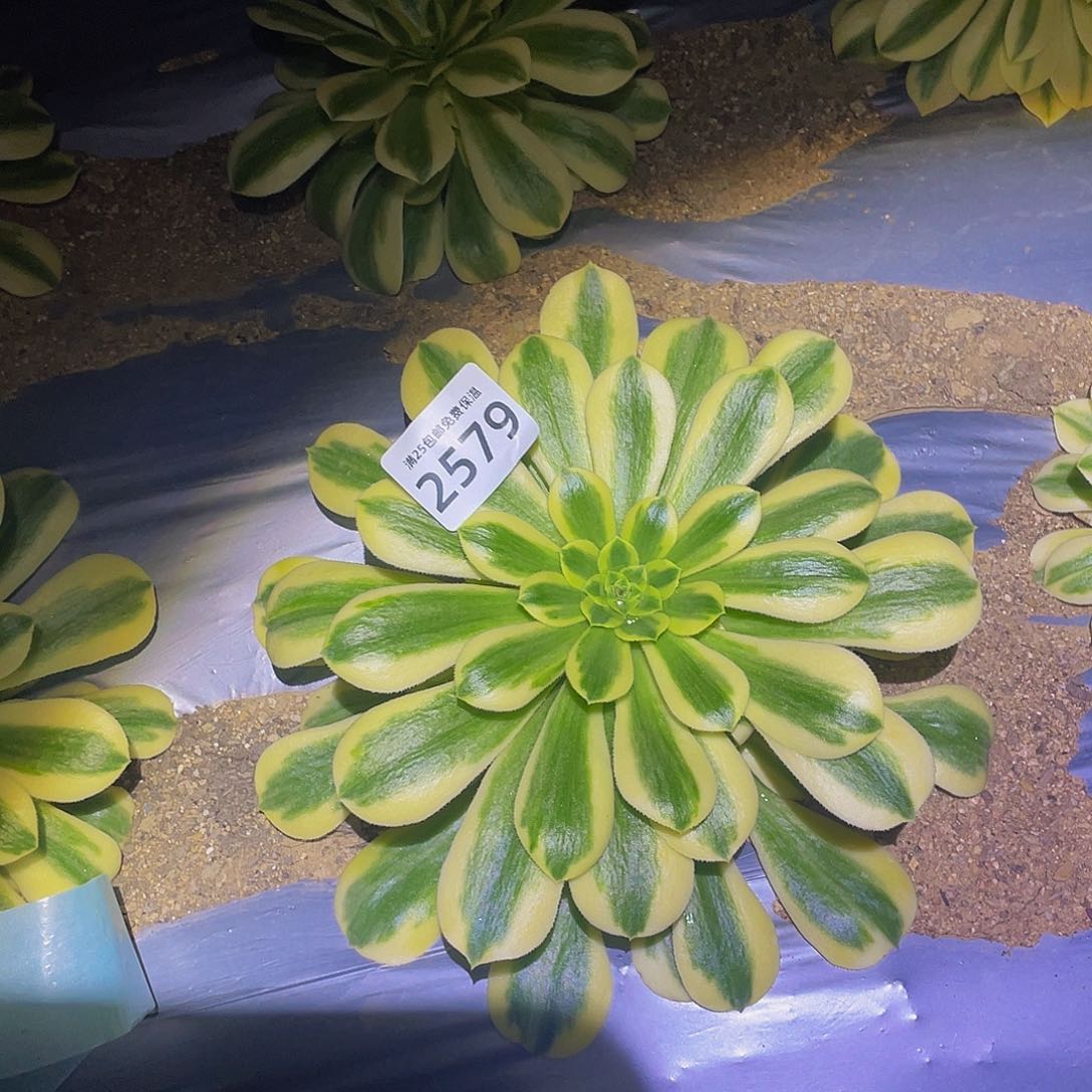 2579金丝翡翠多肉植物