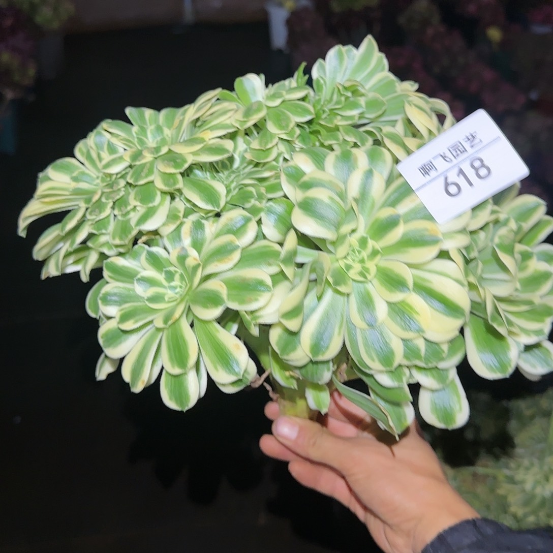 618多肉 迈巴赫缀法师