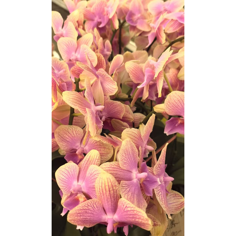 【带花发货】蝴蝶兰带花剑 美人鱼 精品冬季开花室内客厅阳台好养