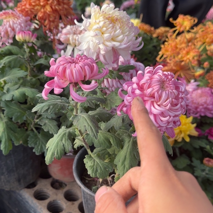 凯***琳完全开放龙 兼六香