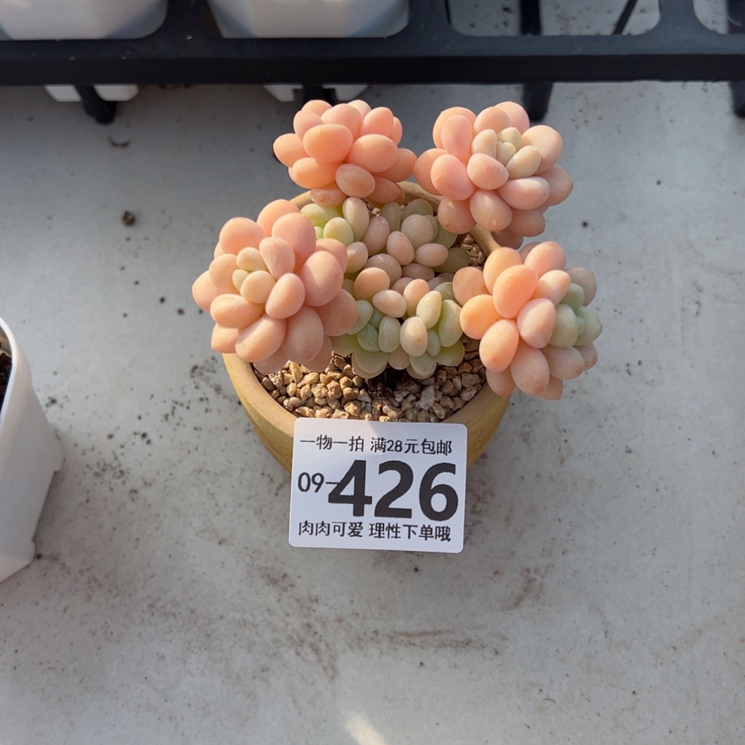 洛可可多肉多肉多肉多肉