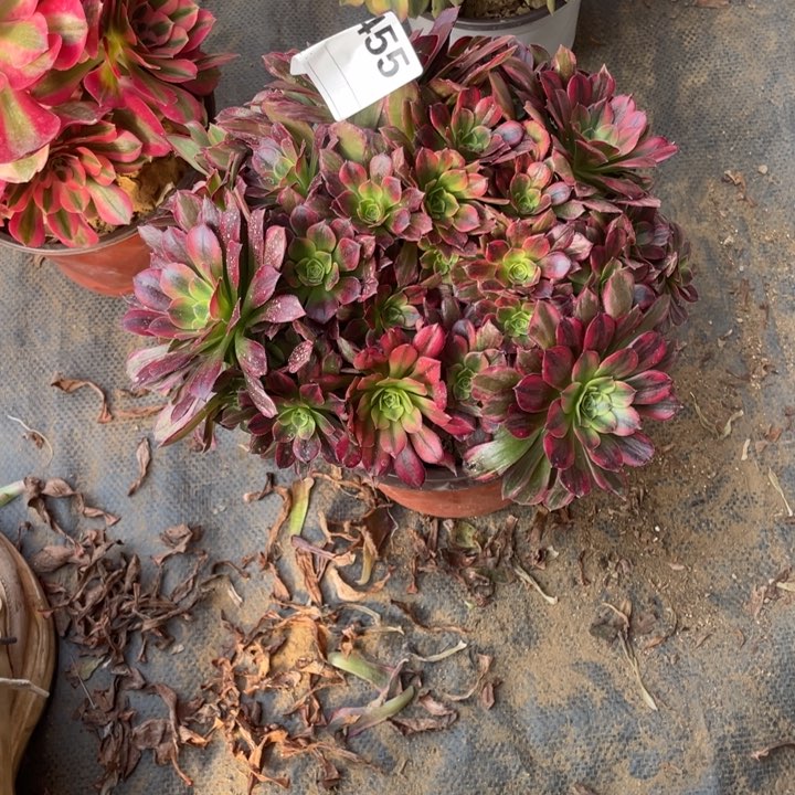 多肉安纳法师455