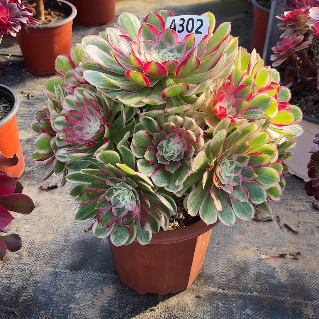 多肉植物孔雀翎302多肉