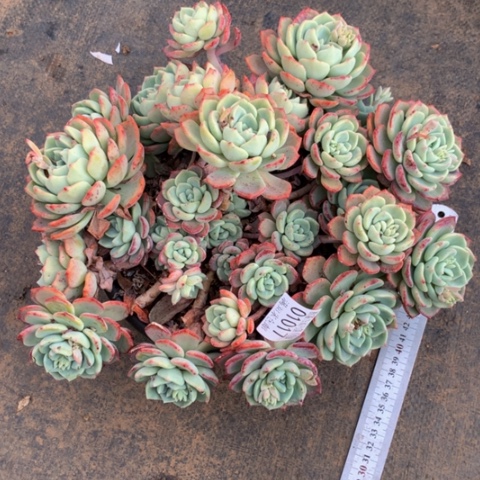 用****81017千山雪多肉