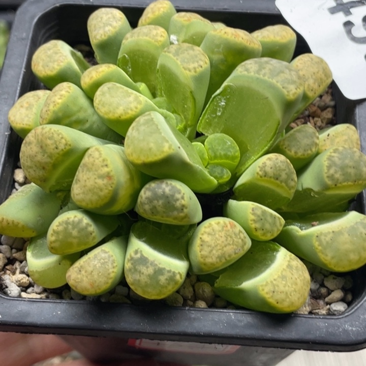 完全开放495黄明玄群18头