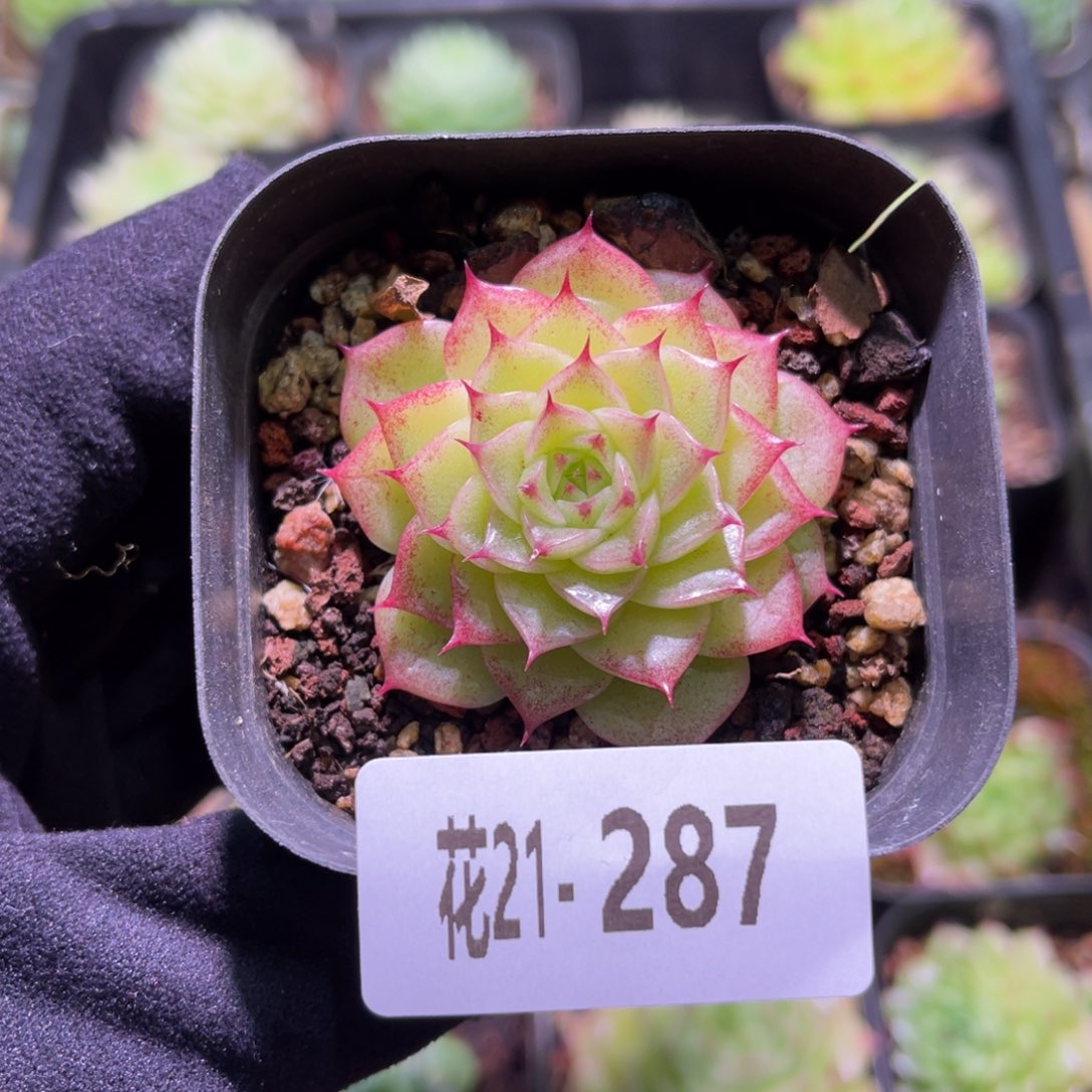 花利美21-287麦秆