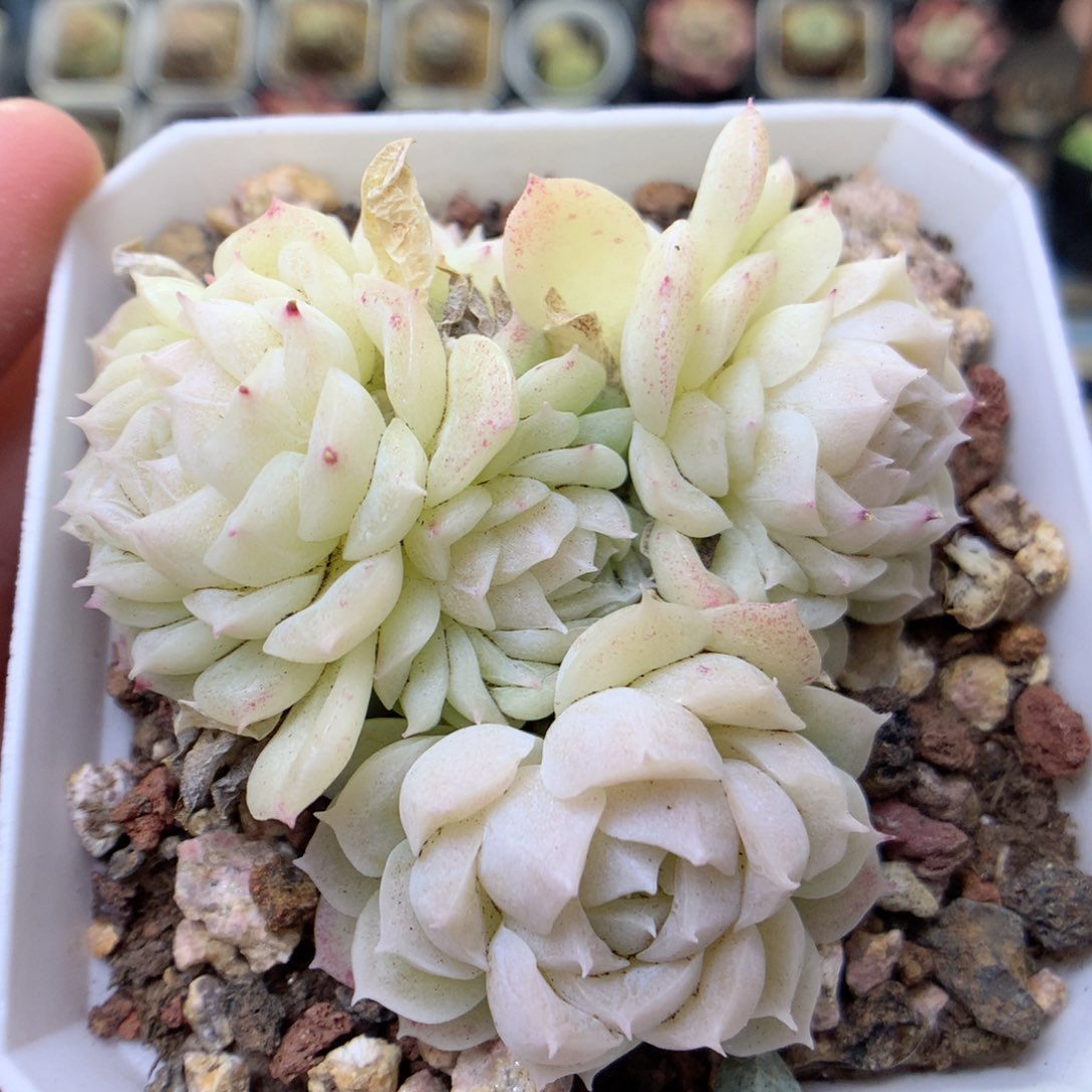 Q41 ，20包邮两天凑单偏远地区不发货