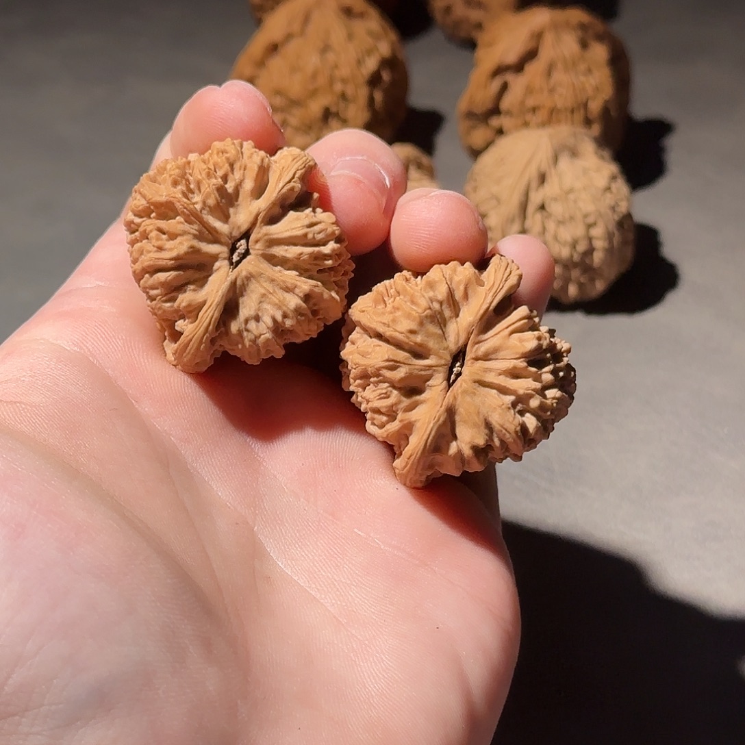 大叶紫檀（黑酸枝木类）