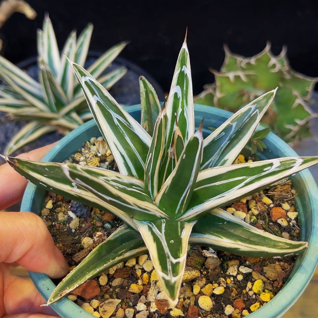 冰山福利，潮流植物