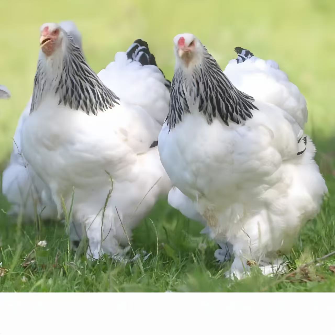 婆罗门观赏鸡肉生鲜鸡蛋