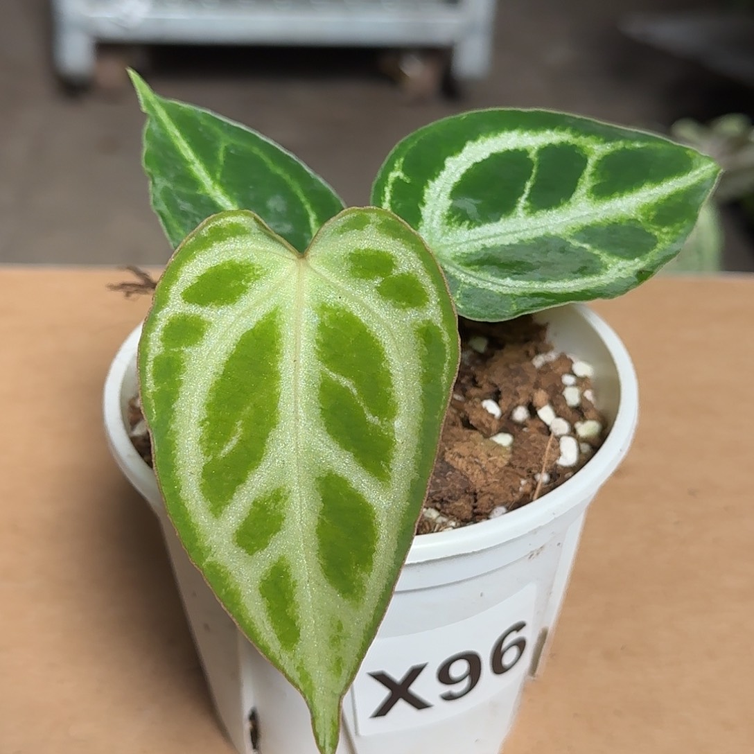 W***友完全开放X96花烛一物一拍