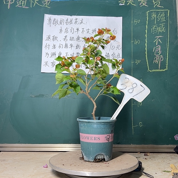 当前无花栽培后可以开花 落日 有瑕疵  387