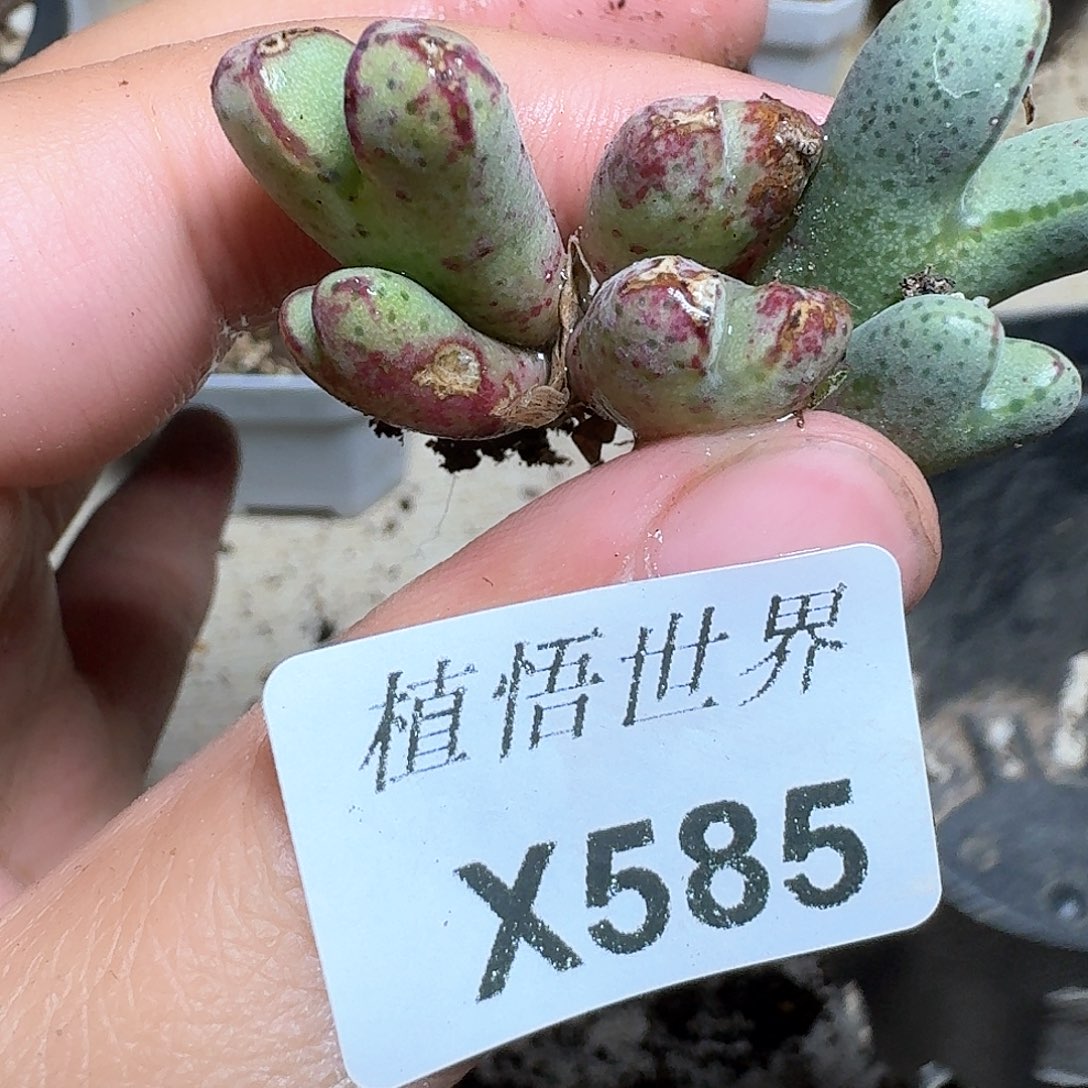 585号多肉植物哇vh b h