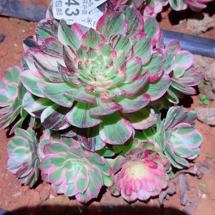 多肉法师伯爵多多