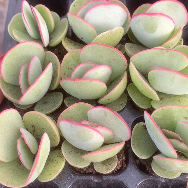 白眉7颗。包邮。多肉