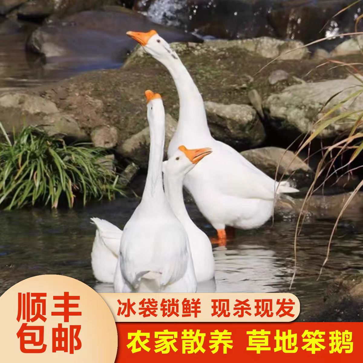 七个月的东北散养溜达鹅农家散养散放大鹅整只发