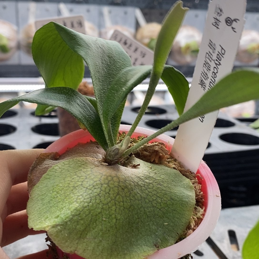 无花朵鹿角蕨雷电