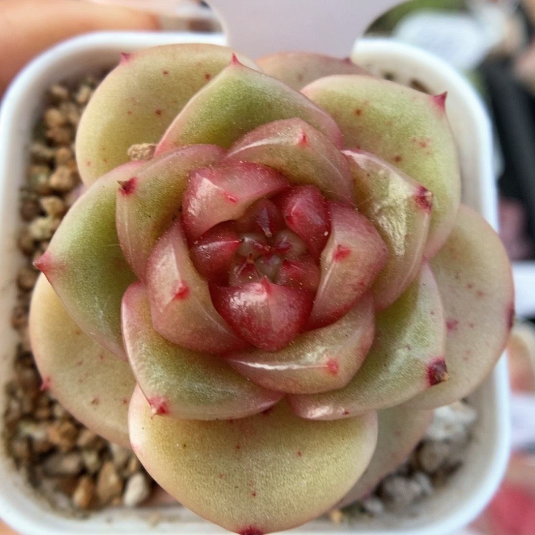 玉芷珍妮可拍789号。