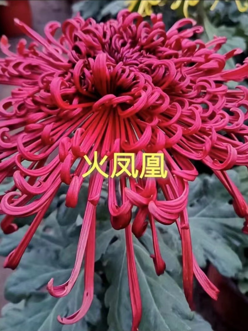 【火凤凰】大花富贵菊九月大菊盆栽开花好看