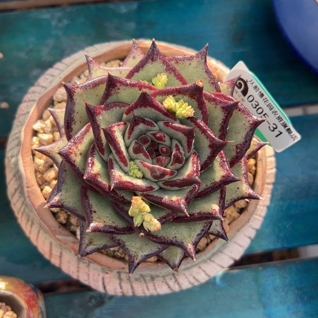 多肉一物一拍0305-31