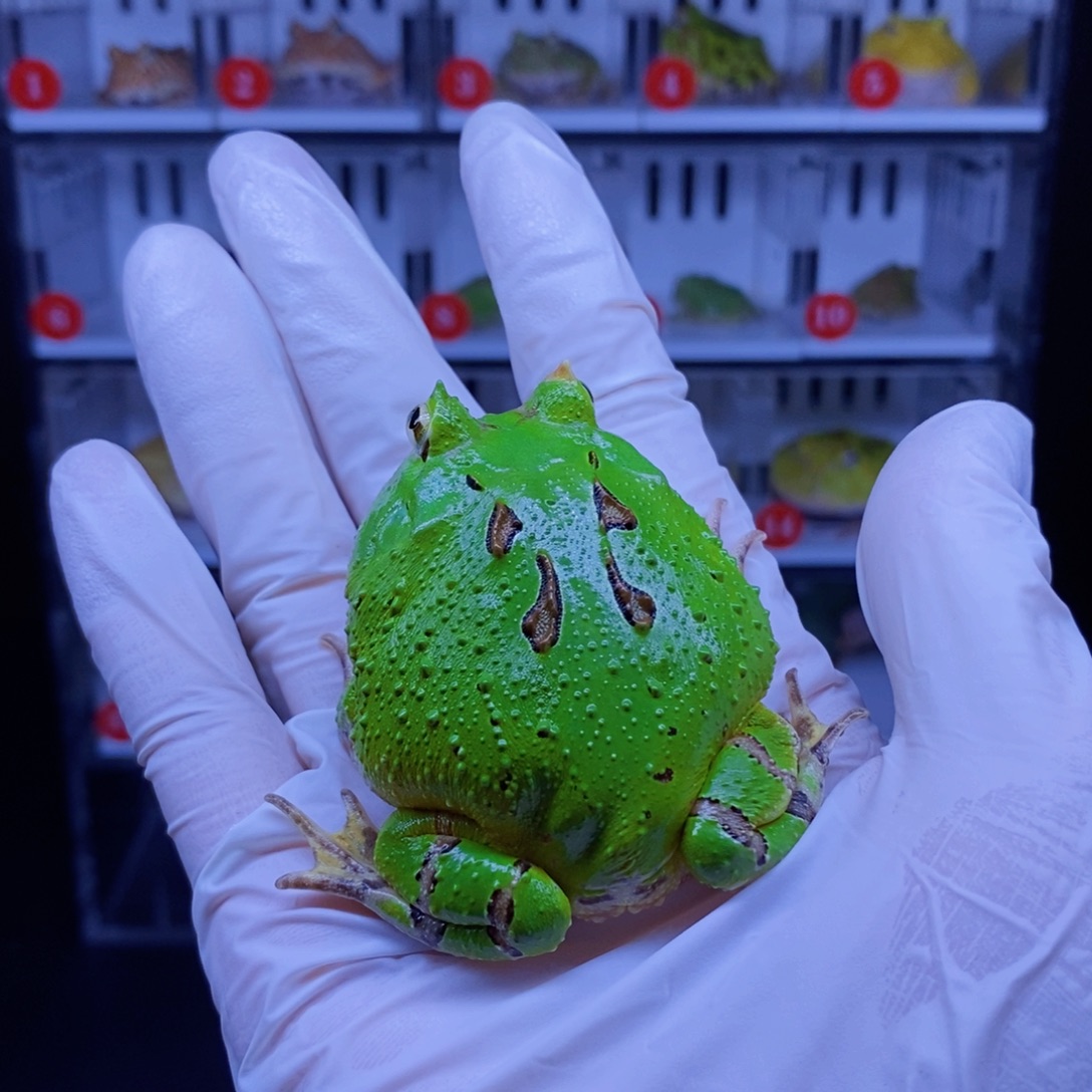 齐***明角蛙角蛙3-10cm闪购专享链接