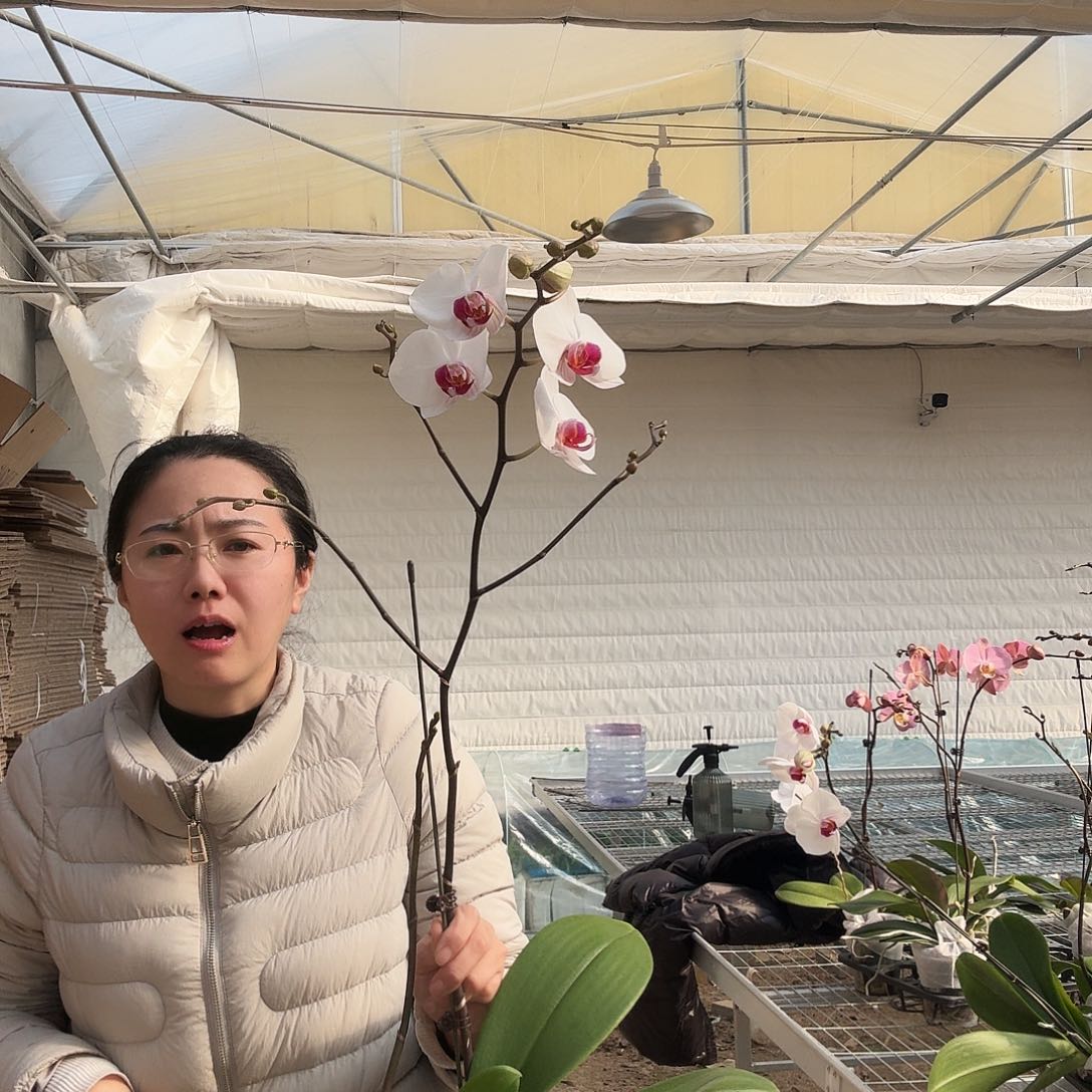 完全开放哈利法克斯2剑550