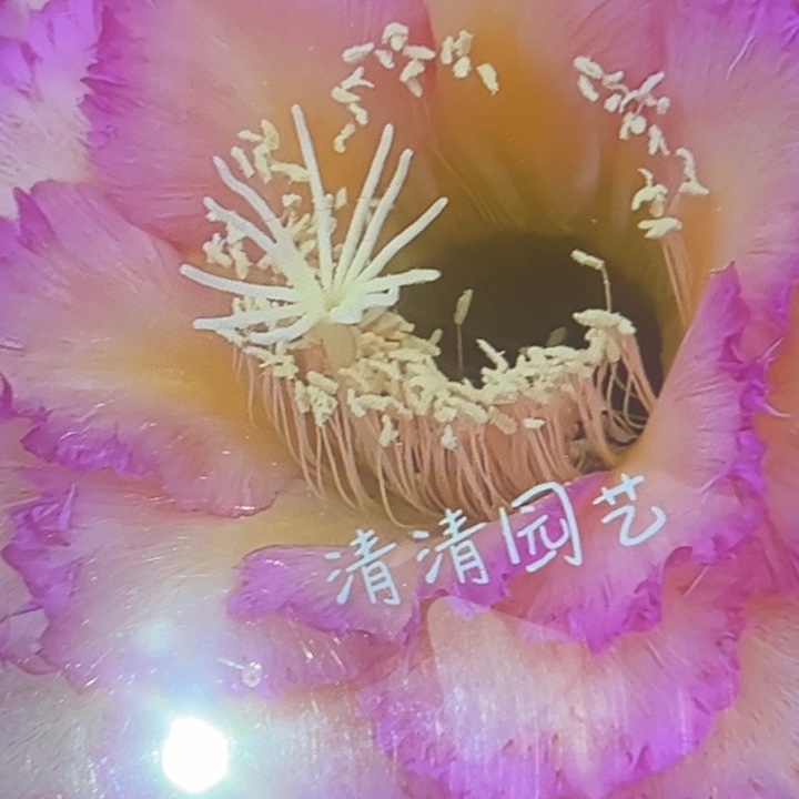 清清温淳根瑕疵有干皮