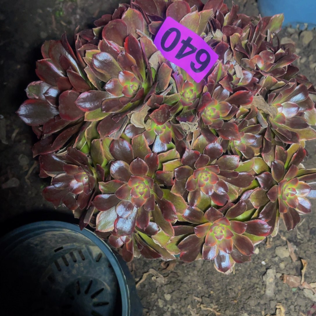 恶魔之吻28//////38包邮