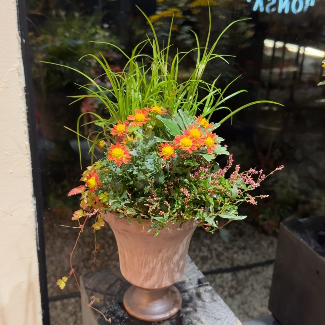 全部花朵山野草手作盆