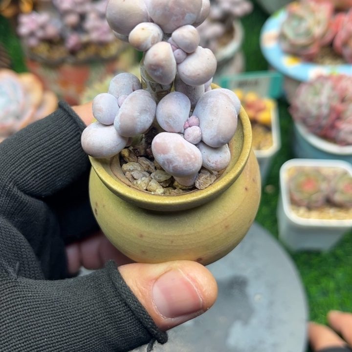 一物一拍，年后发货