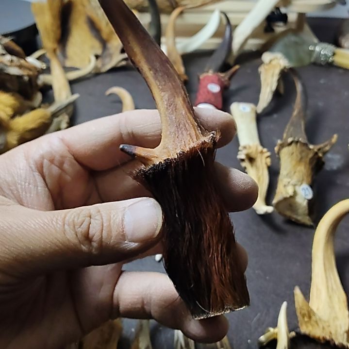 鹿缘坊直播间选货