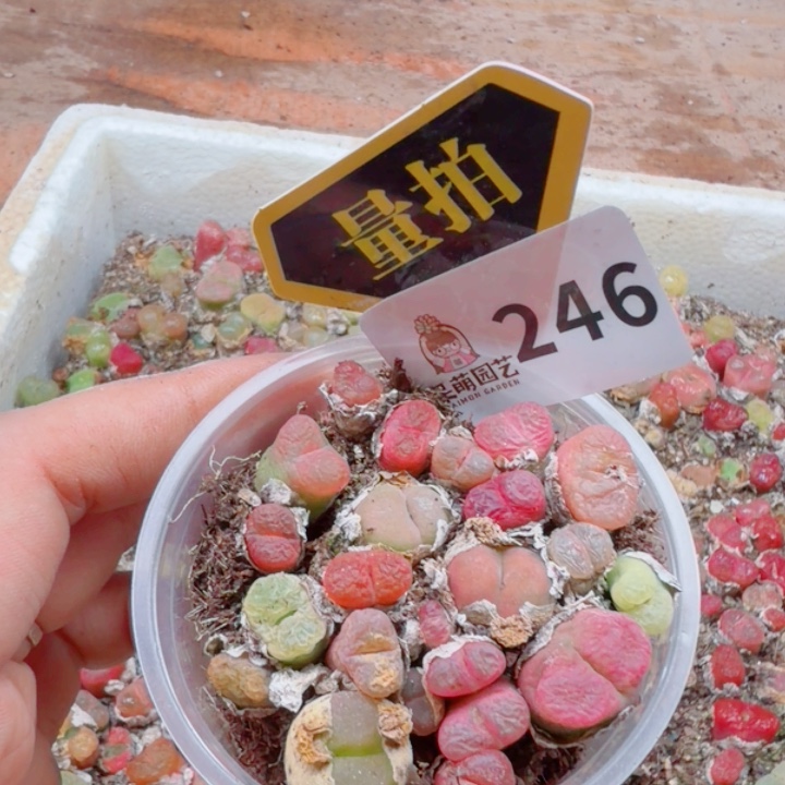 多肉植物多肉植物