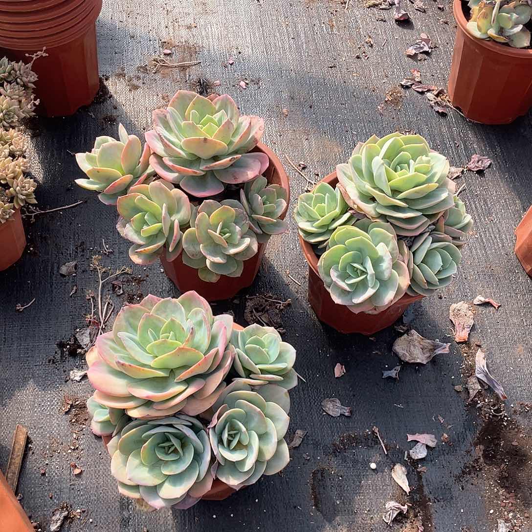 大四头起白凤22.8米  量拍多肉