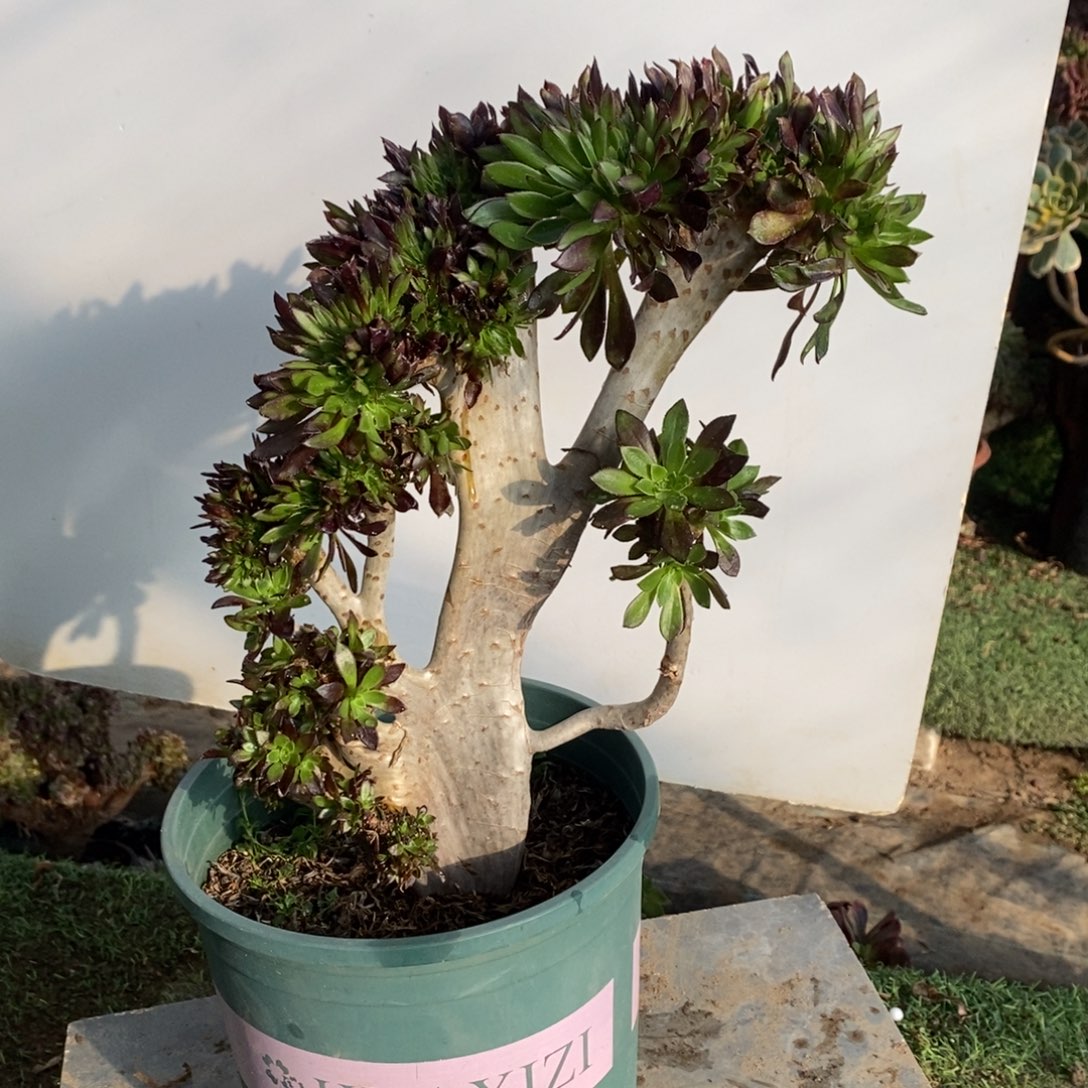 黑法师缀化1颗1035号多肉