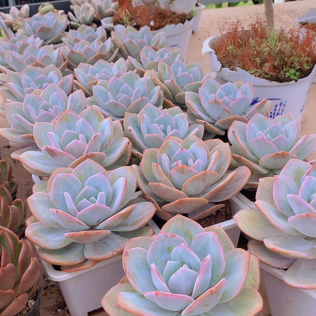 大韩奶茶946494447777