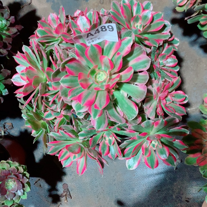 粉女郎法师多肉带花脸489